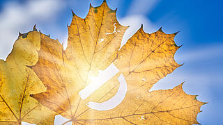 Die Sonnenstrahlen scheinen durch das Ahornblatt und die Inschrift „D“ (Vitamin D)